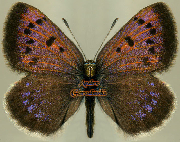 http://www.gorodinski.ru/lycaenidae/Lycaena standfussi male.jpg